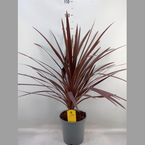 Cordyline austr. 'Red Star'