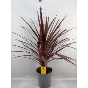 Cordyline austr. 'Red Star'