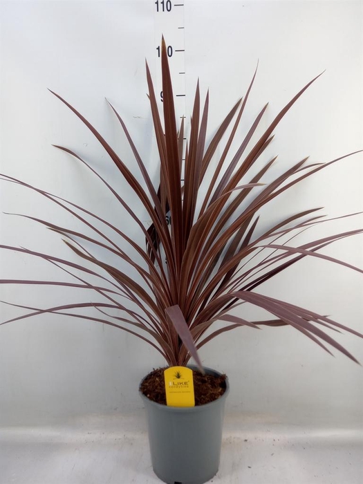 <h4>Cordyline austr. 'Red Star'</h4>