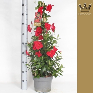 MANDE SUN VELVET RED