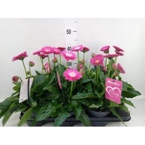 Gerbera  'Garvinea Classic Femmy'