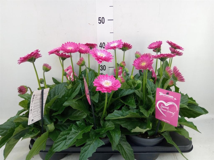 <h4>Gerbera  'Garvinea Classic Femmy'</h4>