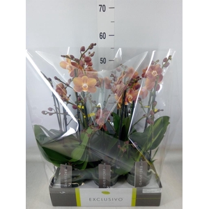 Phalaenopsis multi.   ...orange