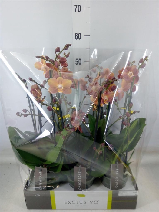 <h4>Phalaenopsis multi.   ...orange</h4>