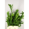 CRYPTOMERIA CRIST MEDIUM