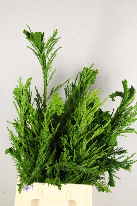 CRYPTOMERIA CRIST MEDIUM