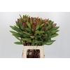 Protea Robijn