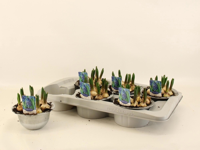 <h4>MUSCAR CAROLA</h4>