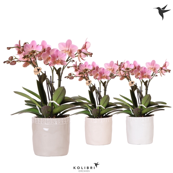 <h4>Kolibri Orchids Phalaenopsis Treviso in Stones pot mix</h4>