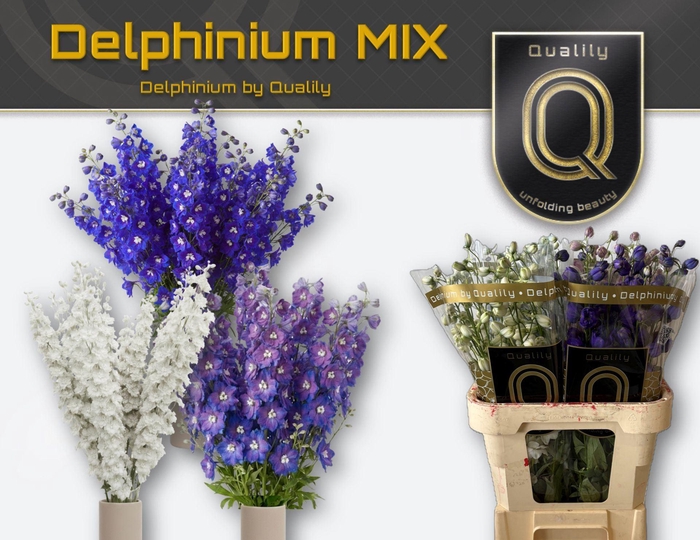 <h4>Delphinium DU    ...mix in fust</h4>