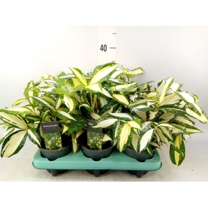 Dracaena