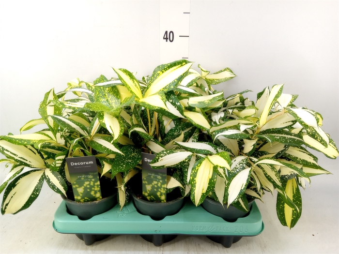 <h4>Dracaena</h4>