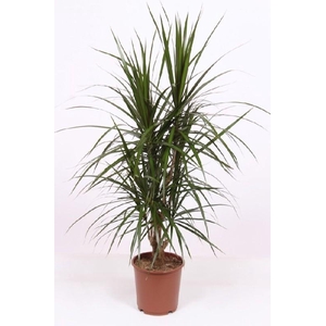 Dracaena Marginata vertakt DRMA24VT