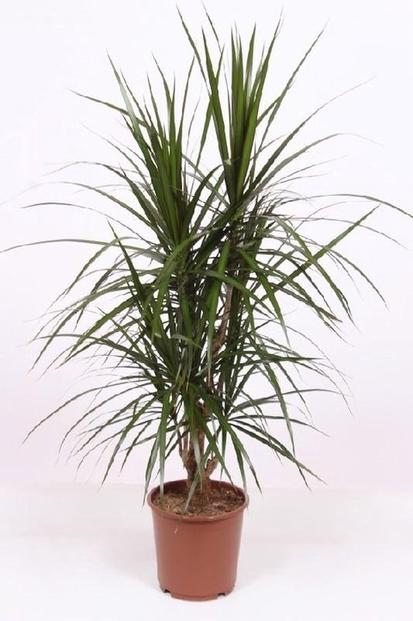 <h4>Dracaena Marginata vertakt DRMA24VT</h4>