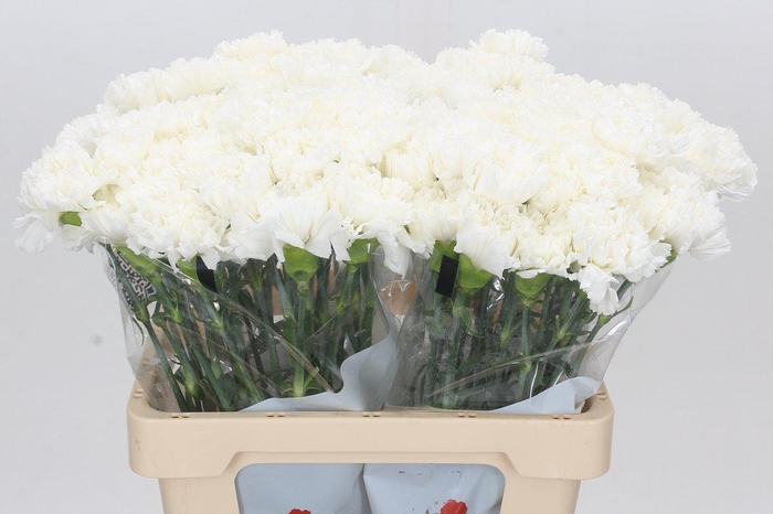 <h4>Dianthus St Holly</h4>