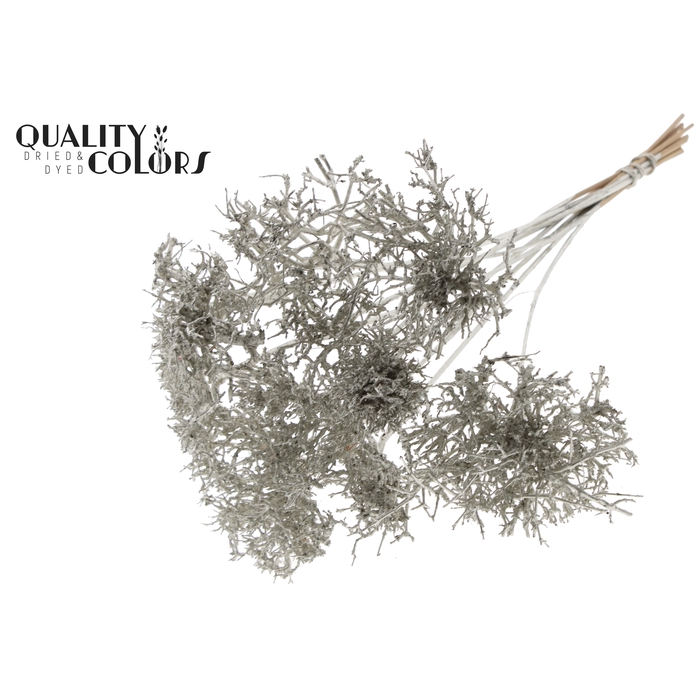 <h4>Dry Tree on stem Platina</h4>