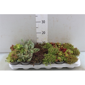 Sedum Gemengd