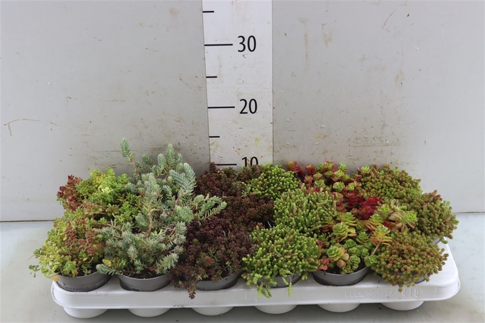 Sedum Gemengd