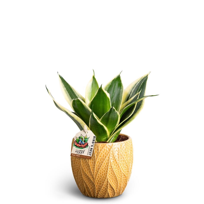 <h4>SANSEVIERIA TRIFASCIATA</h4>