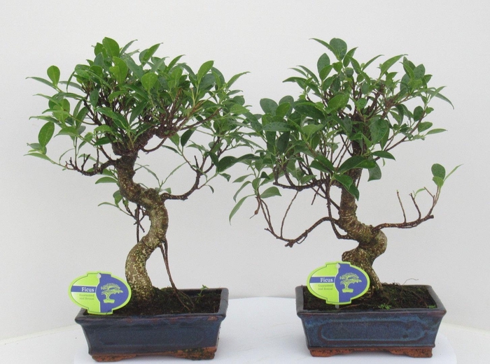 <h4>Ficus retusa, 20cm., shape, without drip tray</h4>