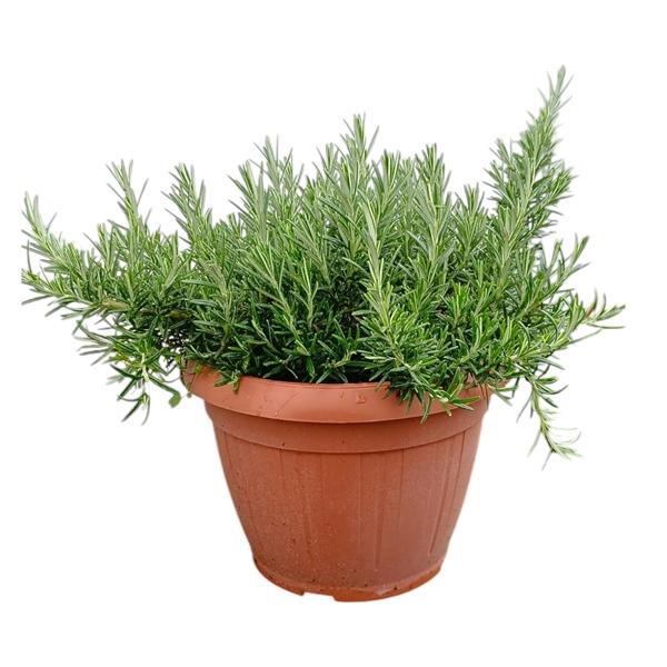 <h4>Rosmarinus officinalis 'Prostratus'</h4>