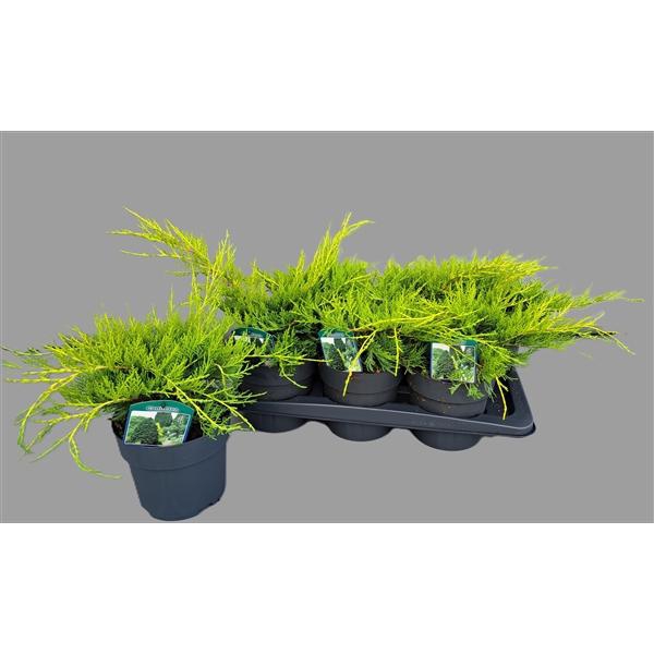 <h4>Juniperus pfitz. Old Gold</h4>