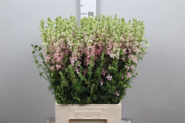 <h4>Cons R Q Light Pink</h4>