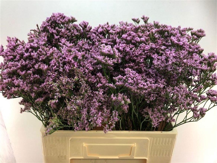 <h4>LIM MR SILVER PINK</h4>