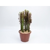 CACTUS EUPHORBIA TRIGONA RUBRA P24