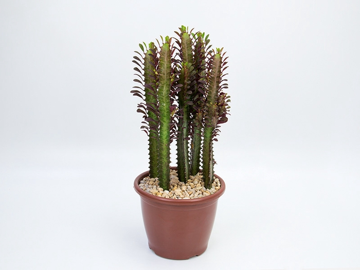 CACTUS EUPHORBIA TRIGONA RUBRA P24