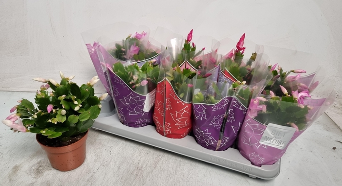 <h4>SCHLUMB FLAME GEM</h4>