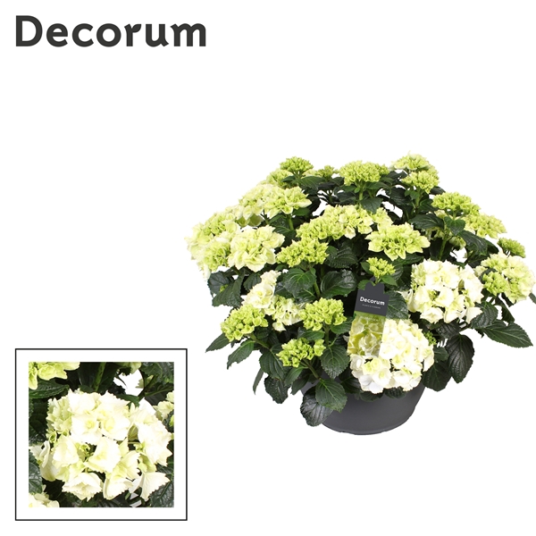 <h4>Hydrangea wit (Decorum)</h4>