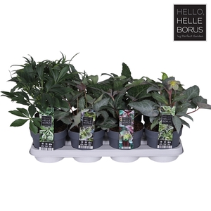 Helleborus mix tray P14