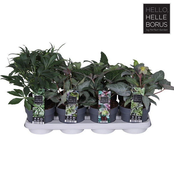 <h4>Helleborus mix tray P14</h4>