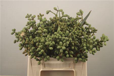 <h4>Euc Berry Clock Per Bunch</h4>