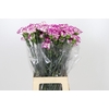Dianthus St Kino