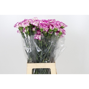 Dianthus St Kino
