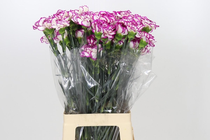 <h4>Dianthus St Kino</h4>