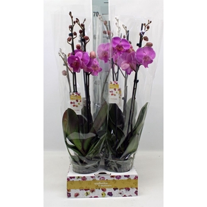 Phalaenopsis   ...