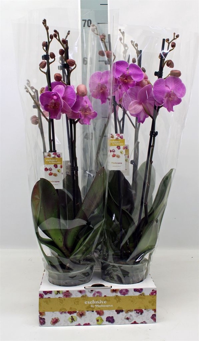 <h4>Phalaenopsis   ...</h4>