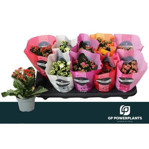 KAL GE PERF GEM 5 KL