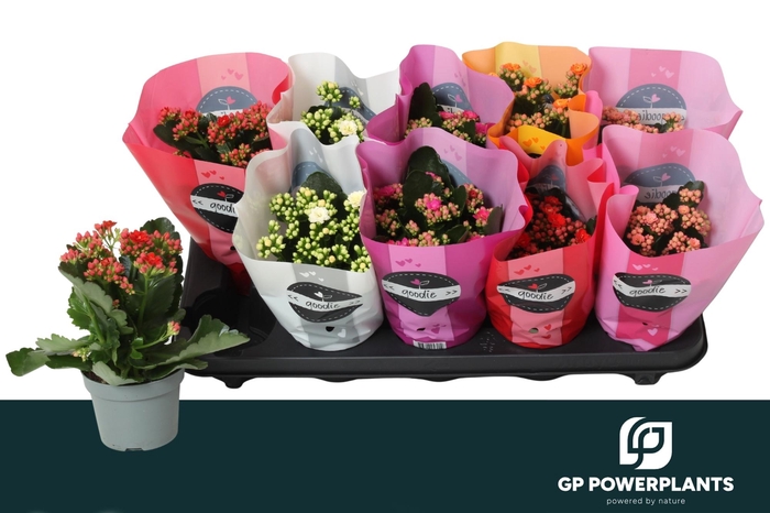 <h4>KAL GE PERF GEM 5 KL</h4>