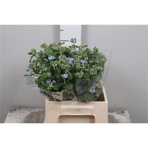 Oxypetalum Blauw