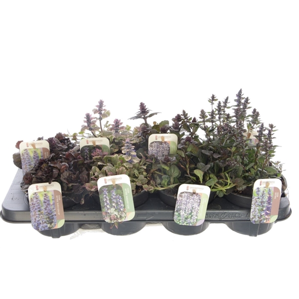<h4>Ajuga reptans mix tray</h4>