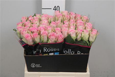 <h4>R Gr Lovely Jewel</h4>