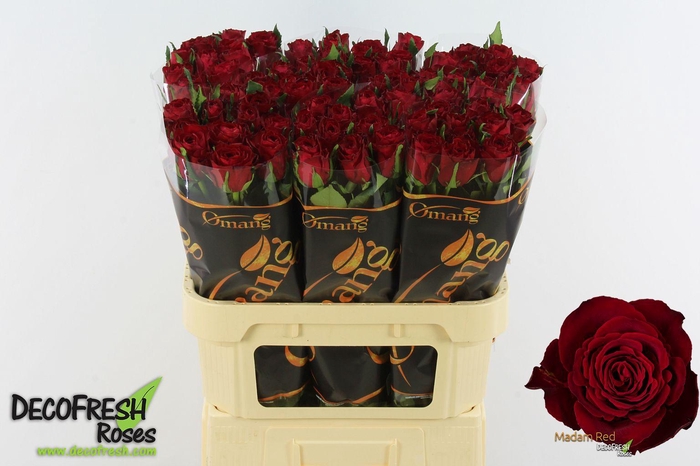 <h4>R Gr Madam red</h4>