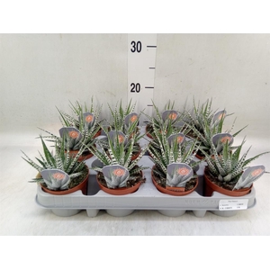 Haworthia fasciata 'Alba'