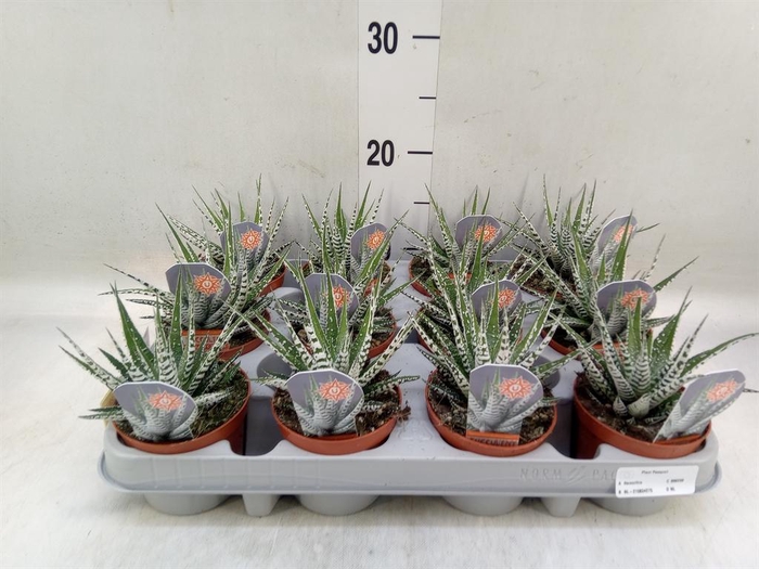 <h4>Haworthia fasciata 'Alba'</h4>