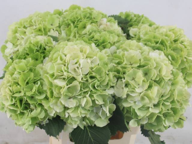 <h4>HYDR M CH VERENA CL</h4>