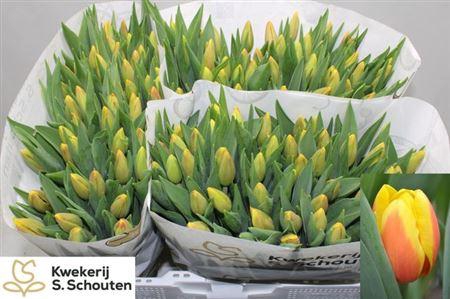 <h4>Tu En Ms Li</h4>